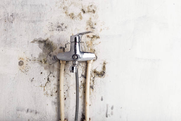 Best Mold Testing and Removal  in Del Rio, TX