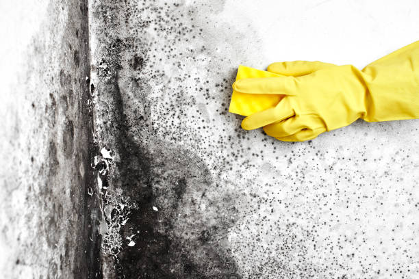 Best Mold Remediation  in Del Rio, TX