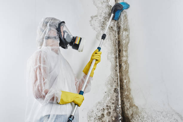 Best Mold Cleaning Services  in Del Rio, TX