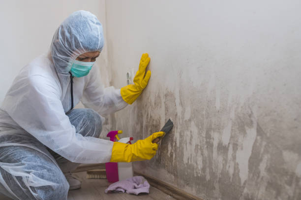 Best Mold Cleaning Services  in Del Rio, TX
