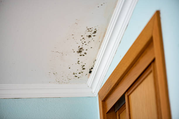 Best Home Mold Removal  in Del Rio, TX