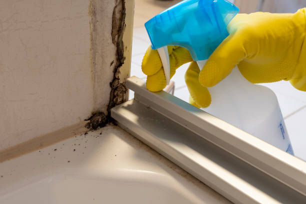 Crawl Space Mold Removal in Del Rio, TX