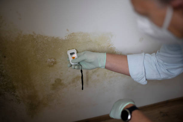 Mold Removal and Inspection in Del Rio, TX