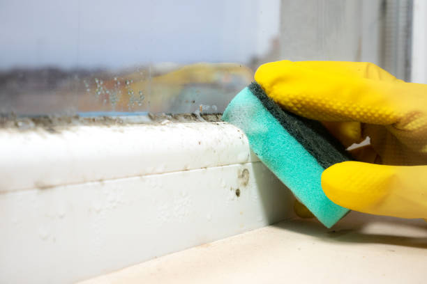 Best Mold Cleaning Services  in Del Rio, TX