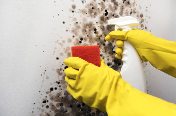 Best Mold Removal Company Near Me  in Del Rio, TX