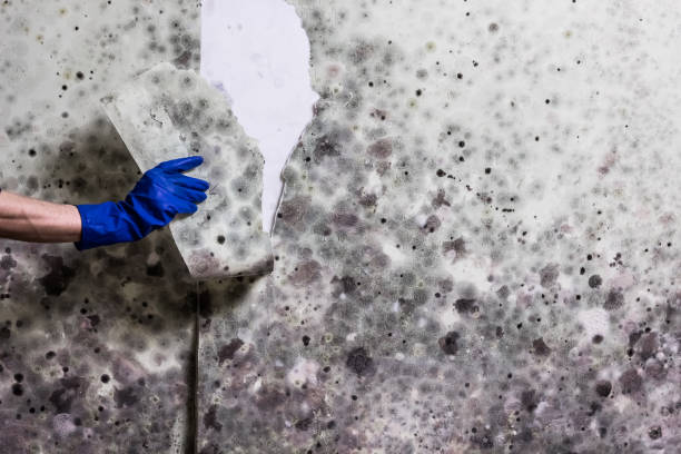 Best Attic Mold Removal  in Del Rio, TX