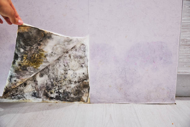 Best Crawl Space Mold Removal  in Del Rio, TX